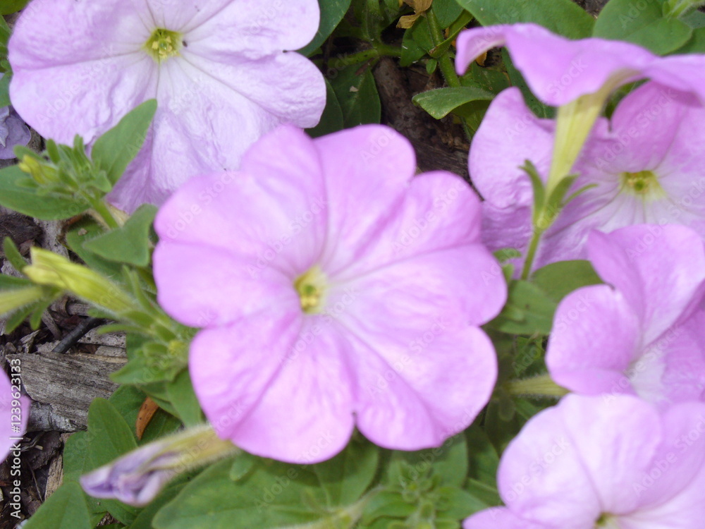 Vibrant Pink Petunias in Full Bloom Close-Up Vibrant Pink Petunias in Full Bloom Close-Up