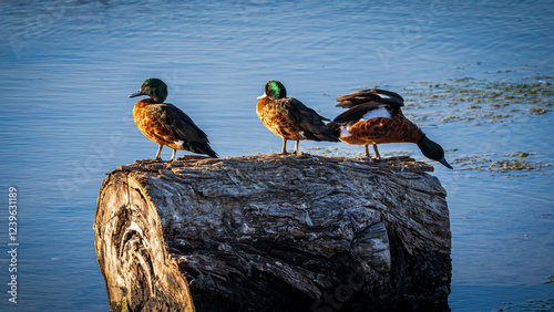 chestnut teal ducks on a log in the water photo