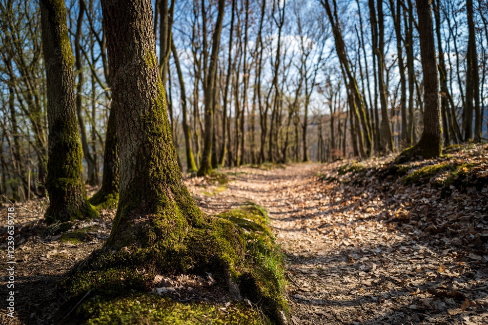 A sunlit path winds through a mossy forest, sunlight dappling the ground.