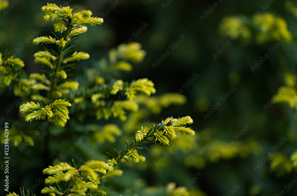 Obraz premium Yew with young bright leaves. European yew in garden as natural background