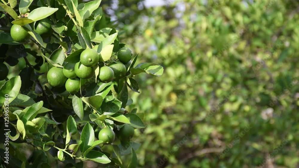 loaded lemon tree, blurred background, Lemon Tree Full of Fruit, Ripe Lemons on Tree, Abundant Lemon Harvest. High quality 4k footage