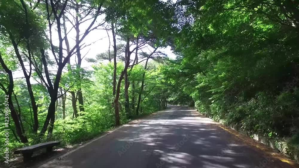 숲속길3(도로+산길+드라이브+햇빛+태양+나무) 숲속길3(도로+산길+드라이브+햇빛+태양+나무)