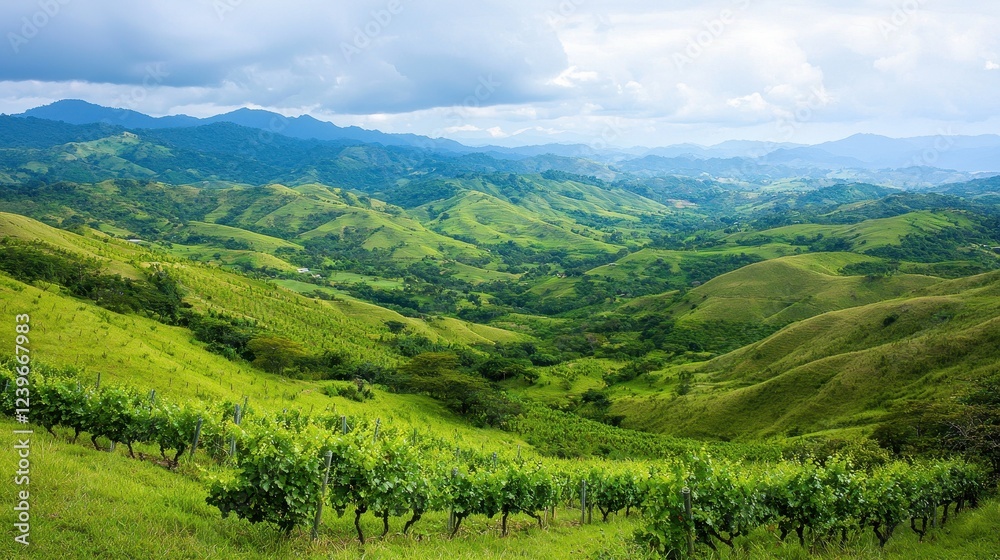 Fototapeta premium Lush Green Vineyards Nestled in Scenic Hills Under a Cloudy Sky