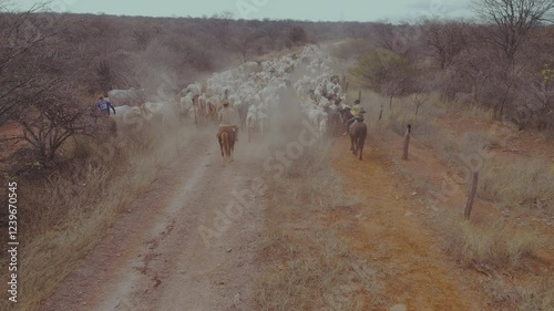 Cowboys drive cattle with skill, guiding the herd on horseback and preserving an ancestral tradition.