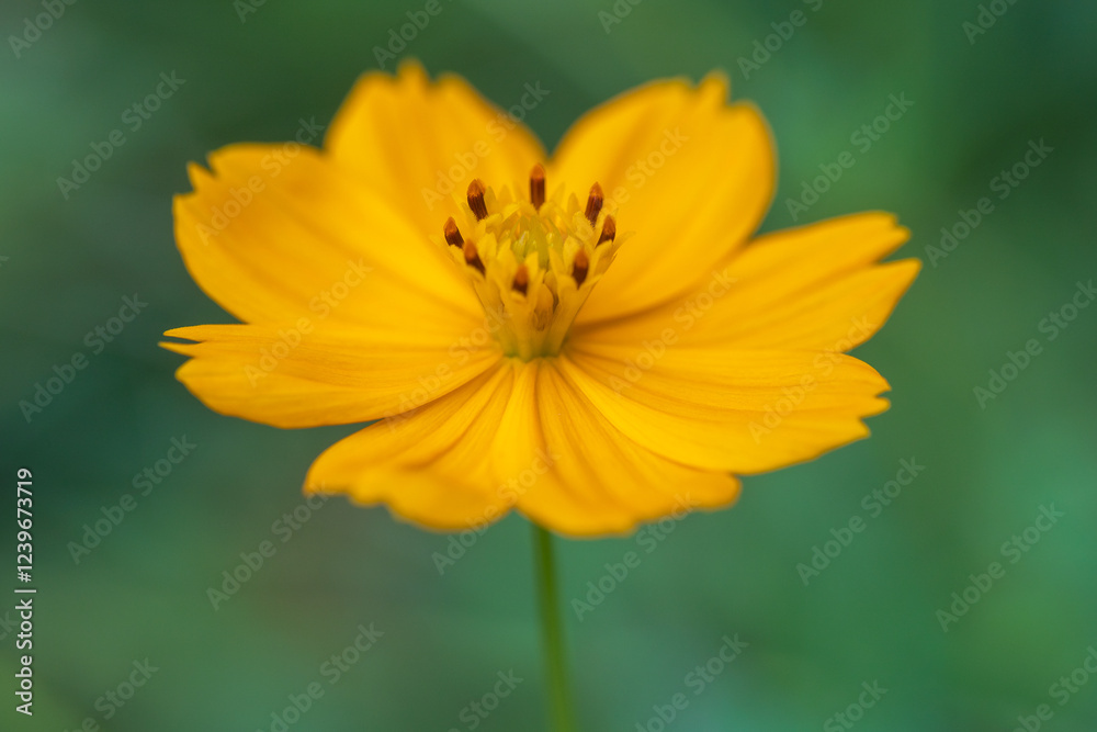 cosmos yellow cosmos yellow