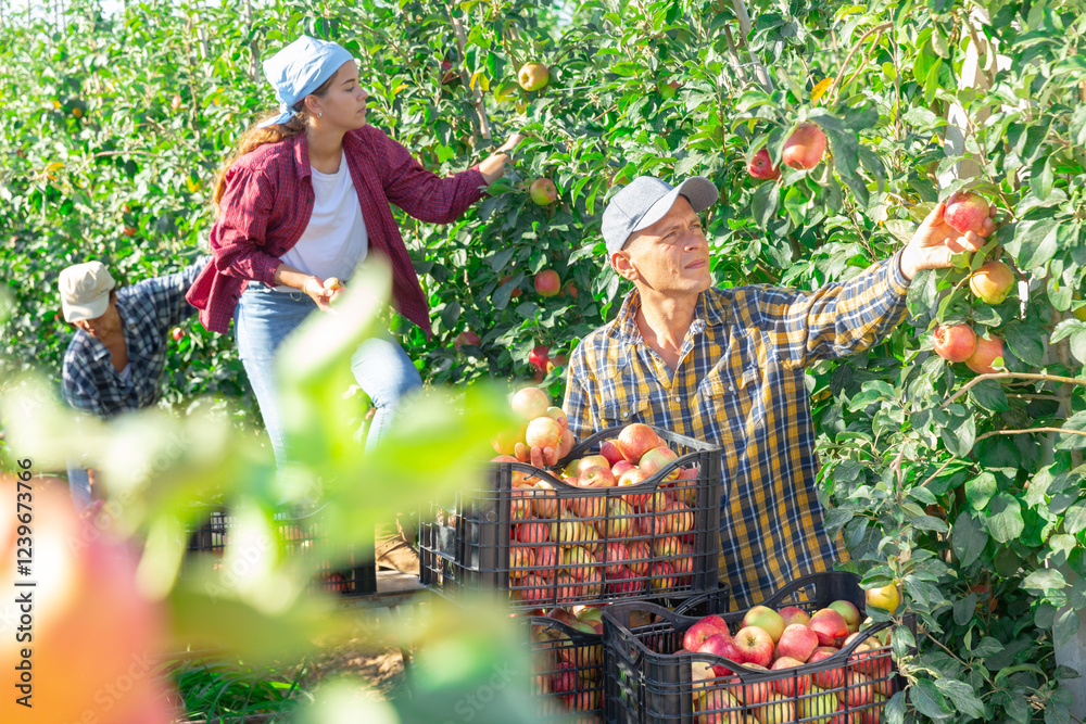 Fototapeta premium Team of positive farm workers gathering crop of organic apples at a orchard on summer day