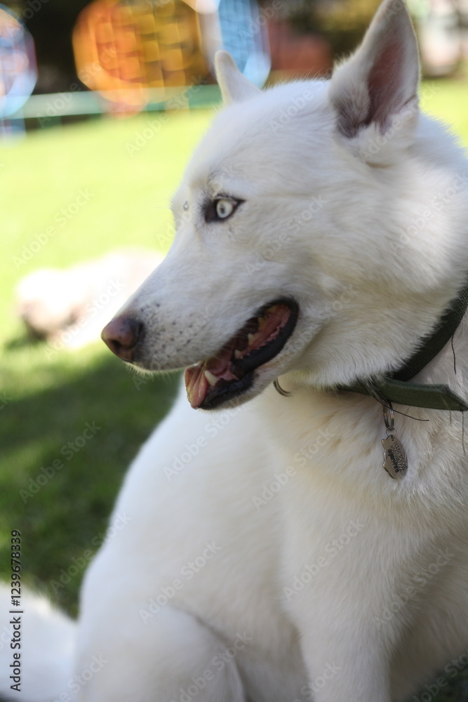 Husky