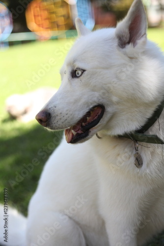 Husky