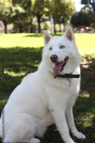 Nice Husky in sunny day