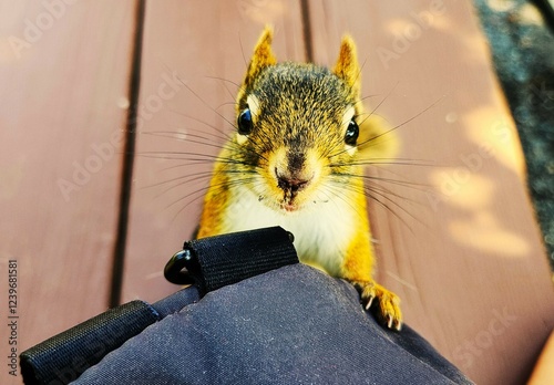 squirrel in the park