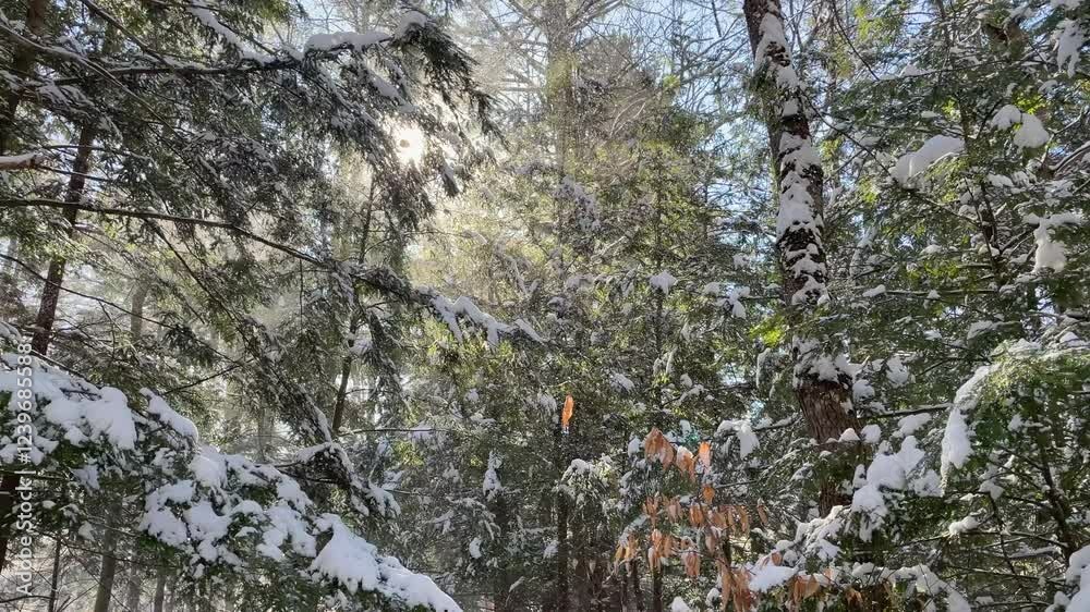 Hiking through the New England Forest during winter after a fresh snow fall. Hiking through the New England Forest during winter after a fresh snow fall.