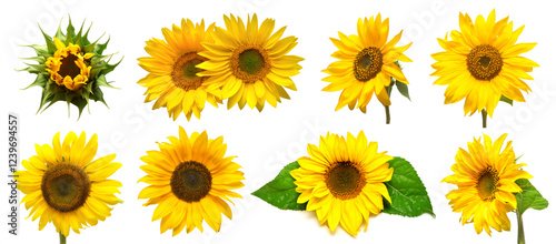 Collection sunflower flower evolution stages isolated on white background. Seeds and oil. Flat lay, top view