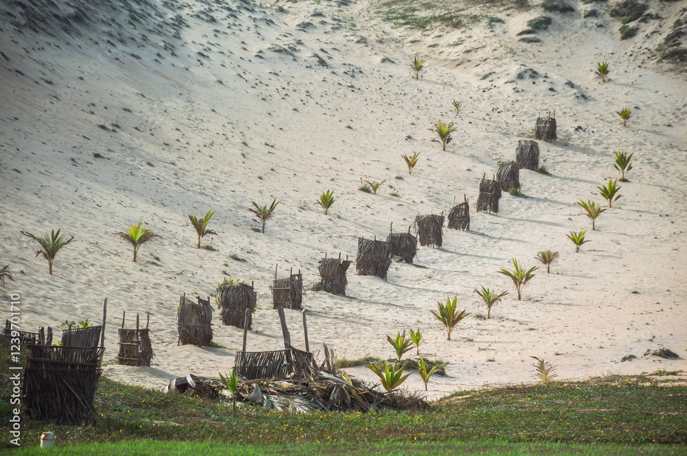 Sustainable palm tree reforestation in sandy dunes