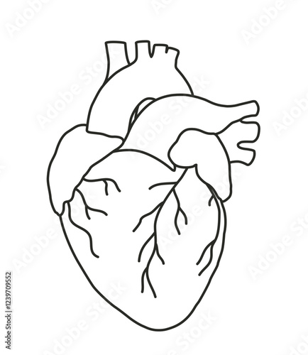 Illustration of the Human Heart in engraving technique with star rays. including labels for all the main structures. Hand drawn line art for tattoo, tee shirt and print design. Vector Illustration.