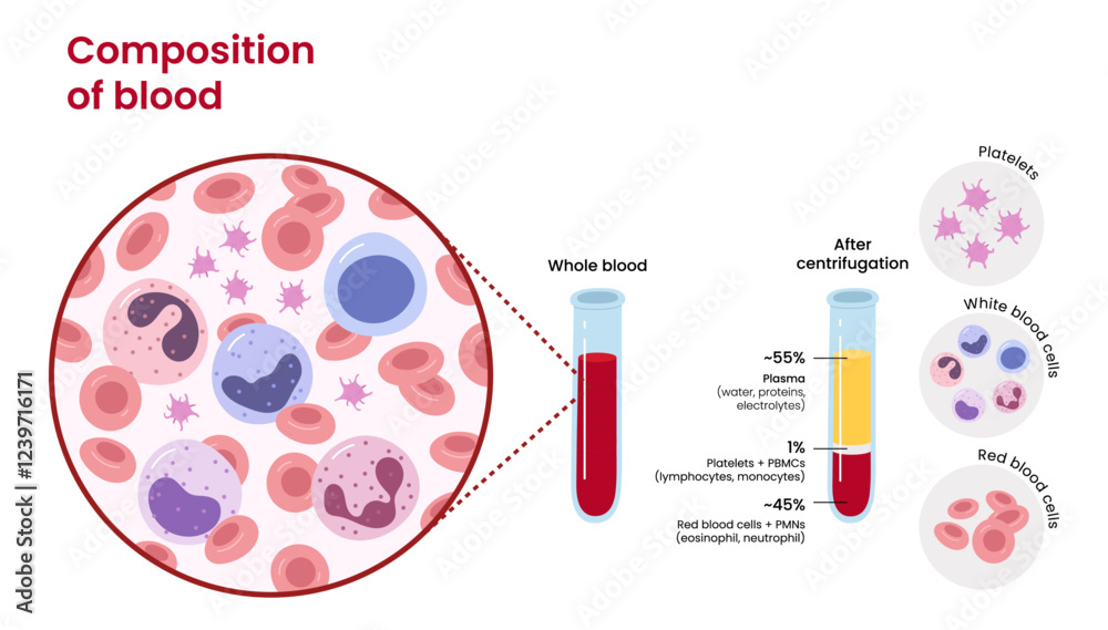 Vector diagram of blood composition. Educational illustration	