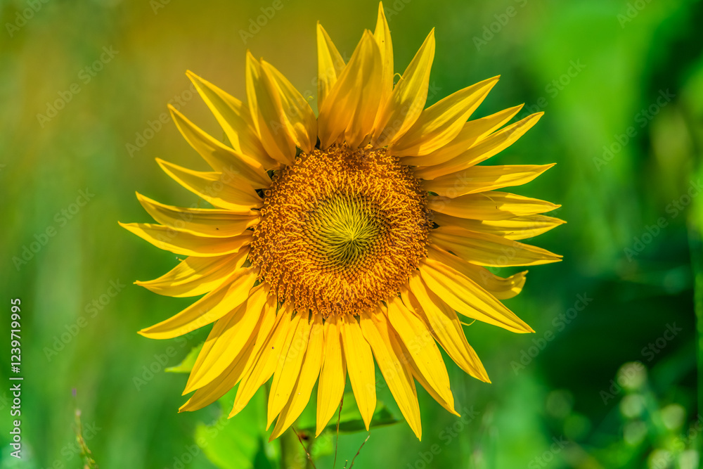 Stunning Summer Sunflowers and Honey Bees Stunning Summer Sunflowers and Honey Bees