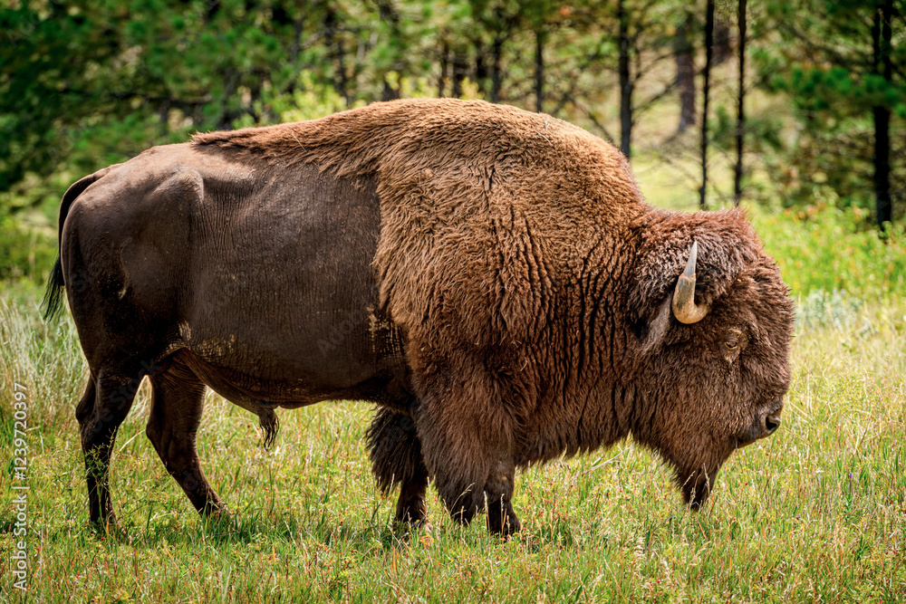 Buffalo grazing in the Black Hills of South Dakota Buffalo grazing in the Black Hills of South Dakota