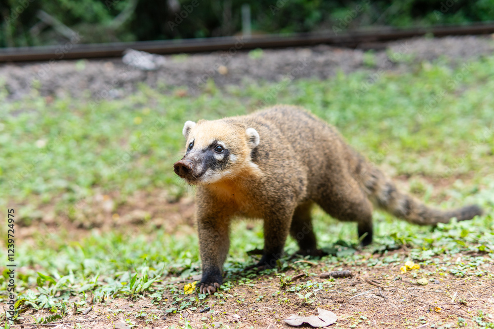 Fototapeta premium Nasua, Coati