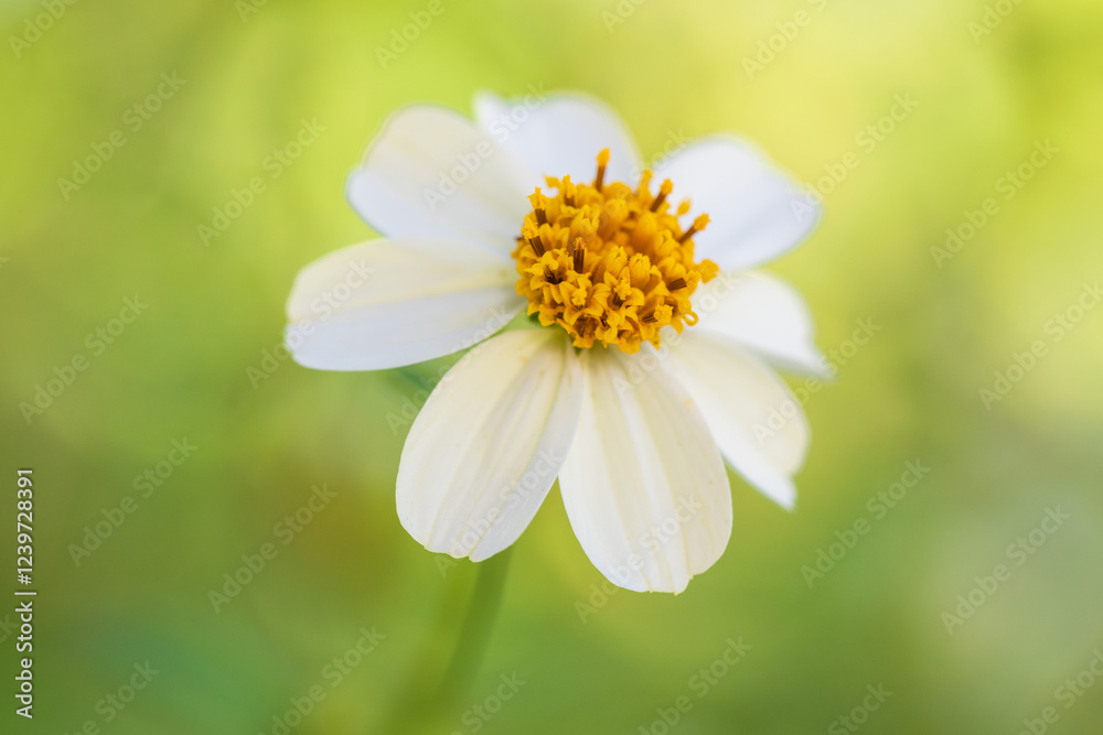 pilose beggarticks pilose beggarticks