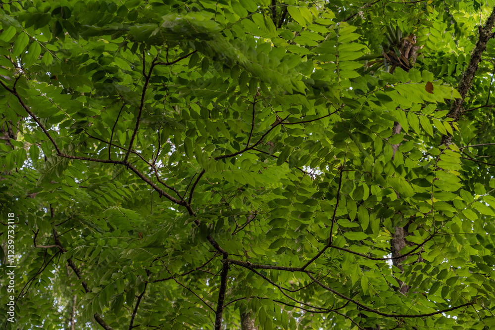 Fototapeta premium Tree-lined path in a colonial town in Colombia, surrounded by wax palms in a green and natural environment. Salento town, Quindio, Colombia.