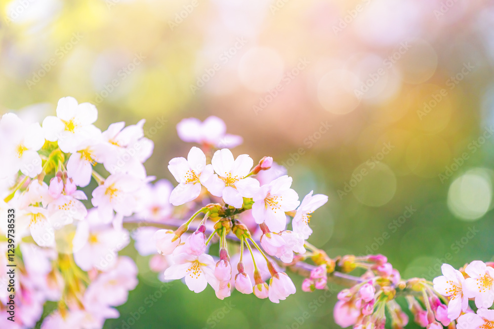 桜花アップ 桜花アップ
