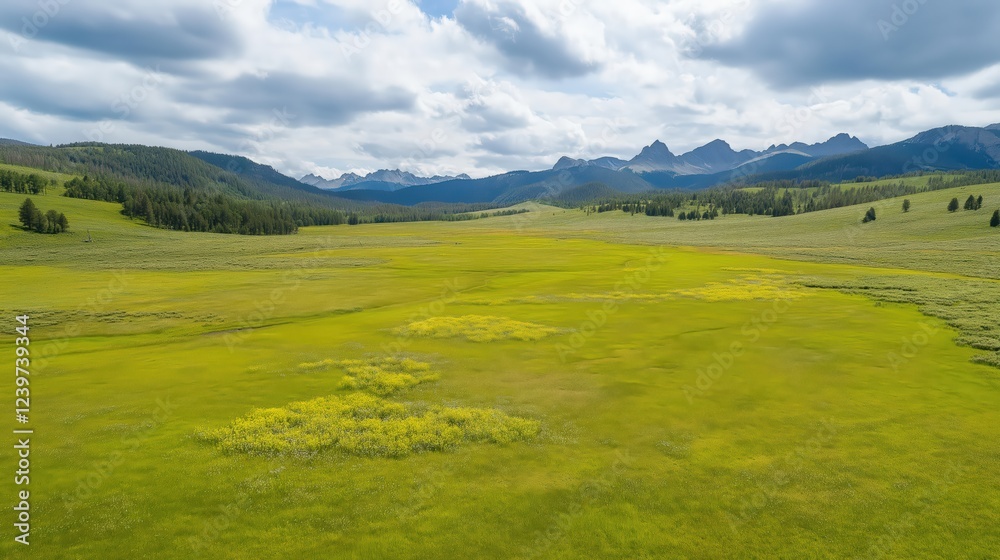 Obraz premium Vast Green Meadow Landscape with Yellow Wildflowers and Distant Mountains Under Partly Cloudy Sky