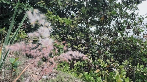 Banga blooms in a garden with trees in the background photo