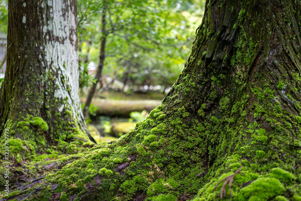 Obraz premium Serene forest scene: Ancient trees covered in vibrant green moss, showcasing nature's peaceful beauty.