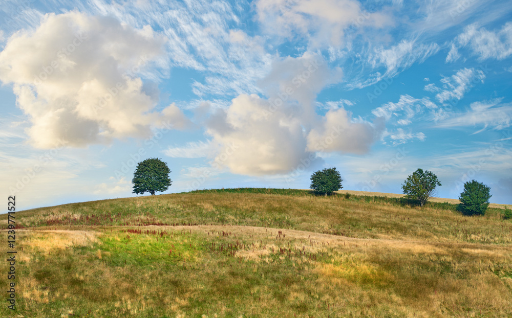 Obraz premium Trees, grass field and nature with cloudy blue sky on farmland for natural growth or sustainability. Empty, landscape and foliage with greenery for eco conservation or agriculture in countryside