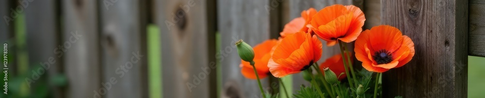 Obraz premium A bundle of fresh picked poppies against a rustic wooden fence in England, flower arrangement, bouquet, orange