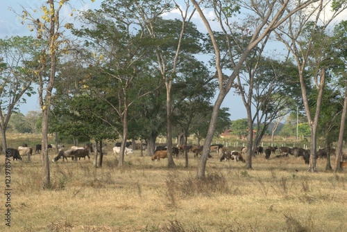 Foto Bosques y grandes espacios en el Estado Portuguesa