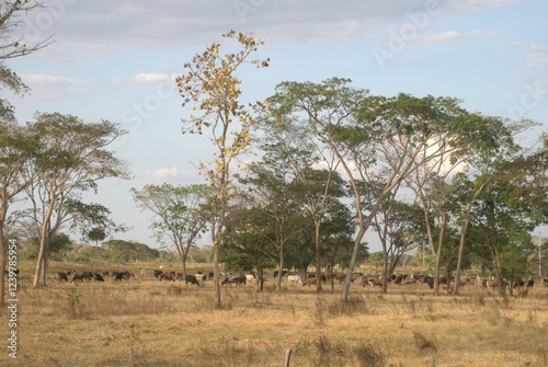 Canvas Print Bosques y grandes espacios en el Estado Portuguesa