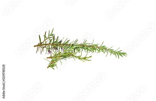 Rosemary sprig flowering isolated on white background. Aromatic evergreen shrub