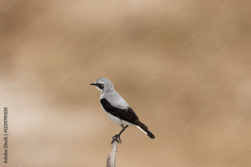 A small Oenanthe oenanthe bird perches on a thin branch. A small Oenanthe oenanthe bird perches on a thin branch.