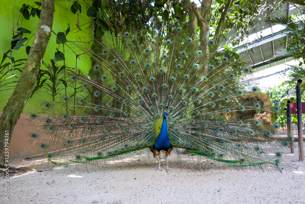 Obraz premium Majestic peacock displaying its vibrant, iridescent tail feathers in a tropical garden.