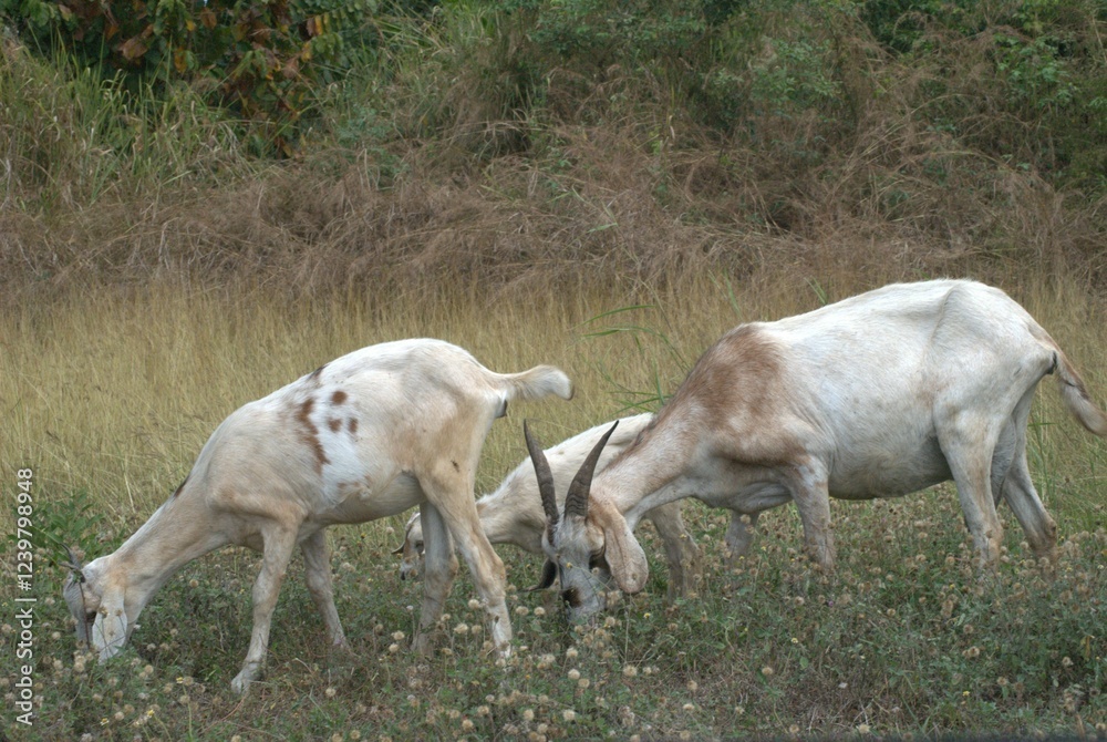 Portuguesa un estado llanero.
Al ser Portuguesa un estado llanero podemos encontrar muchisimas cabezas de ganado,tanto vacuno como caprico. Portuguesa un estado llanero.
Al ser Portuguesa un estado llanero podemos encontrar muchisimas cabezas de ganado,tanto vacuno como caprico.