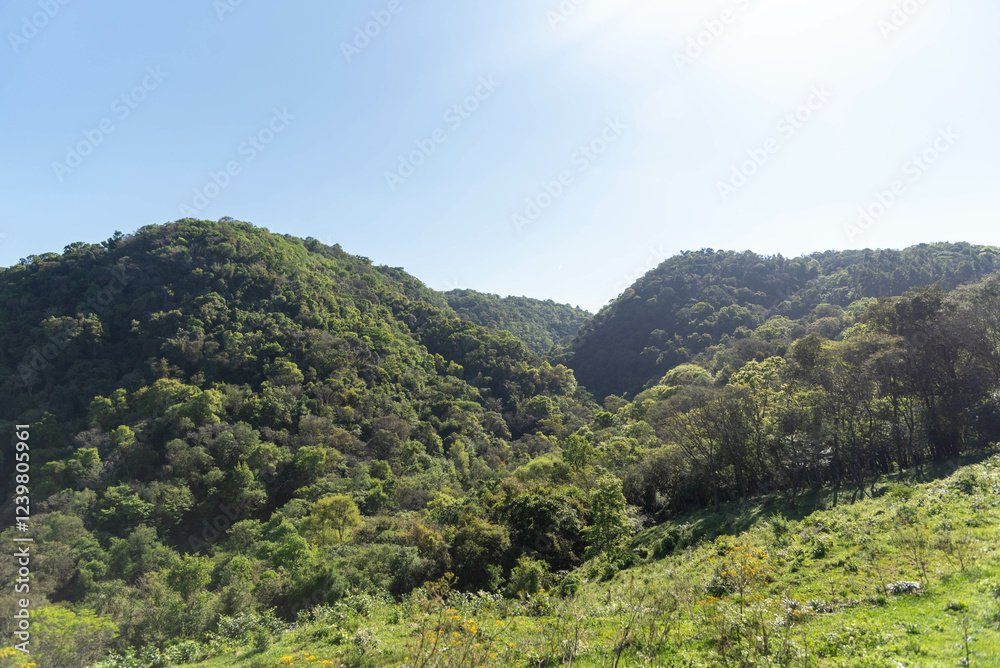 Atlantic forest reserve in itaara rs brazil Atlantic forest reserve in itaara rs brazil