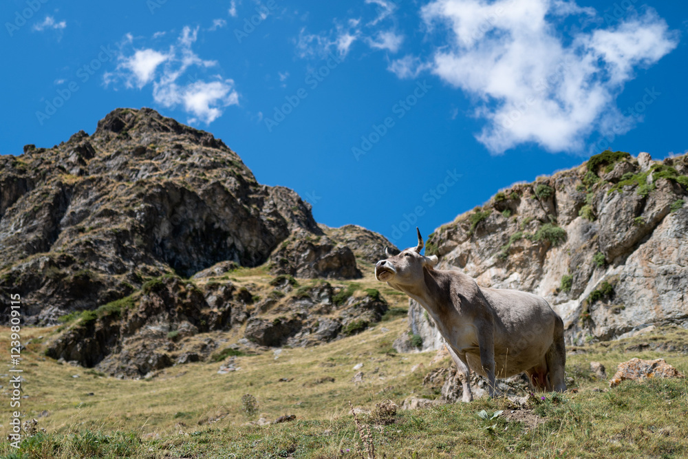 A lone cow grazes peacefully in a high-altitude mountain pasture, the rugged peaks and clear blue sky creating a breathtaking backdrop. A lone cow grazes peacefully in a high-altitude mountain pasture, the rugged peaks and clear blue sky creating a breathtaking backdrop.