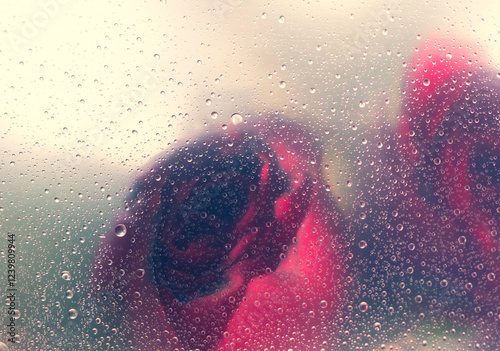Red rose through the glass with waterdrops background,Abstract Nature blur background.