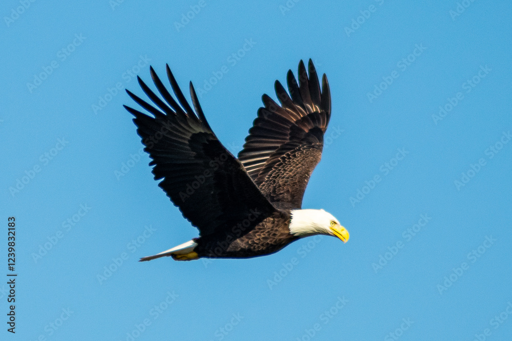 Bald Eagle in flight in South Carolina Bald Eagle in flight in South Carolina
