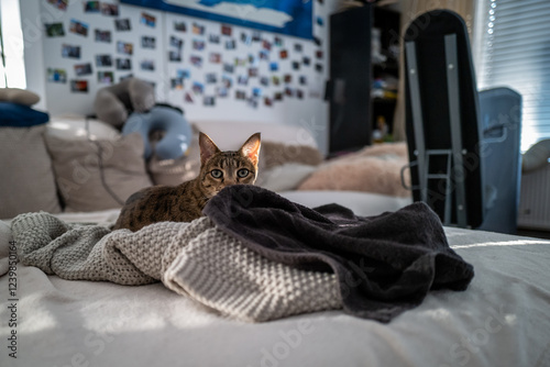 A curious savannah tabby cat hides under a soft blanket on a cozy bed, sunlight softly illuminating the scene.