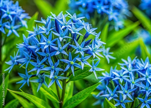 Stunning Amsonia Tabernaemontana Plant in Full Bloom photo