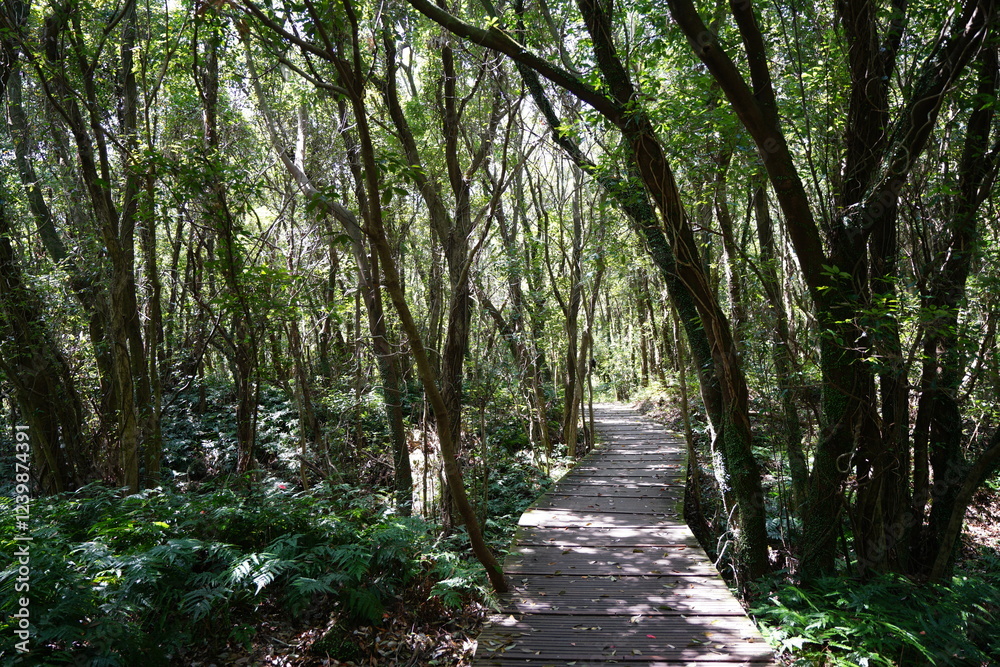Fototapeta premium fine boardwalk in the gleaming sunlight