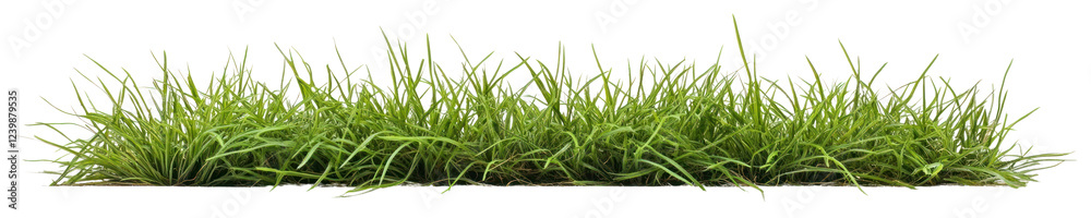 Fototapeta premium PNG Short green grass border background vegetation landscape.