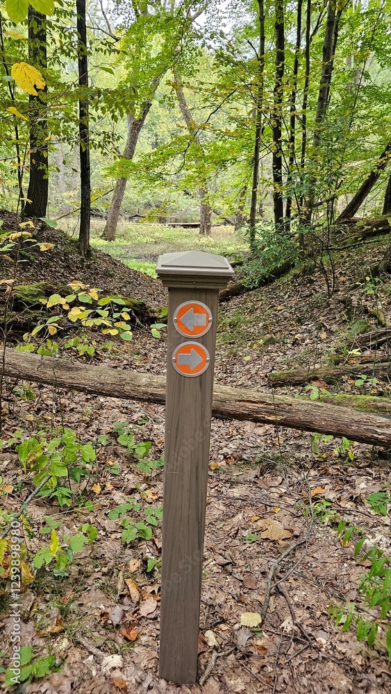 trail in the woods