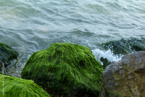 Fototapeta Naklejka Na Ścianę i Meble -  Vibrant green algae covers coastal rocks as gentle waves lap against the shoreline, capturing the serene interplay of land and sea at water's edge.