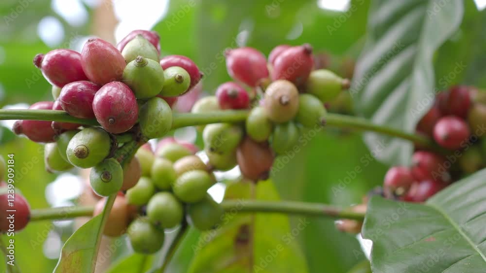 Raw coffee beans ripe in the garden Raw coffee beans ripe in the garden