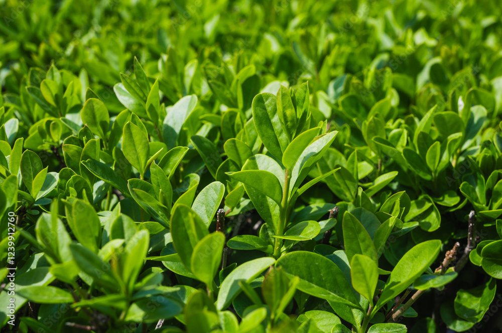 Privet bush in natural lighting in close-up Privet bush in natural lighting in close-up