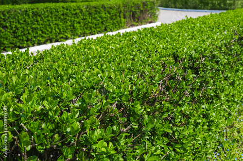 Tableau sur toile garden fence, green leaves of wild privet on the background of a natural park