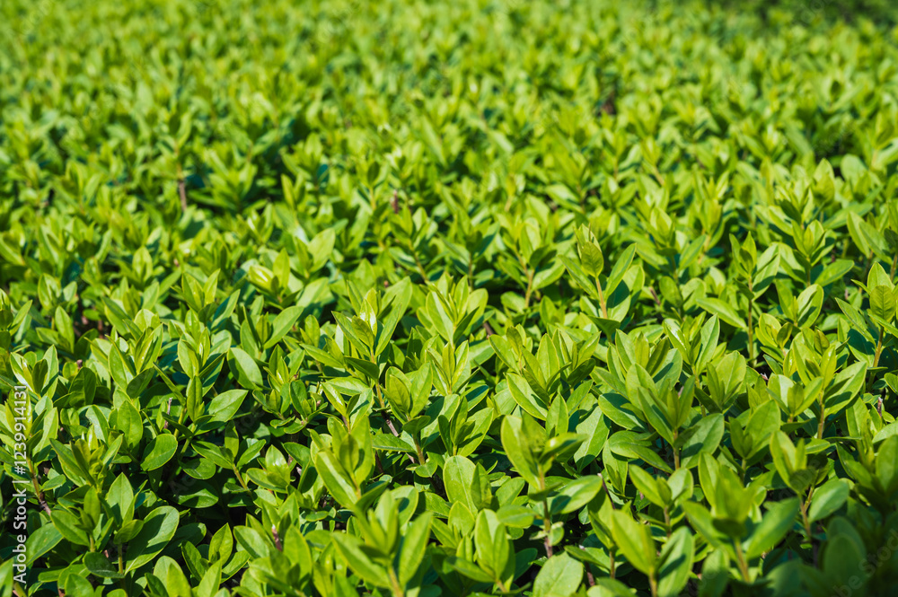 Hedge of Privet Bushes in natural light close-up Hedge of Privet Bushes in natural light close-up